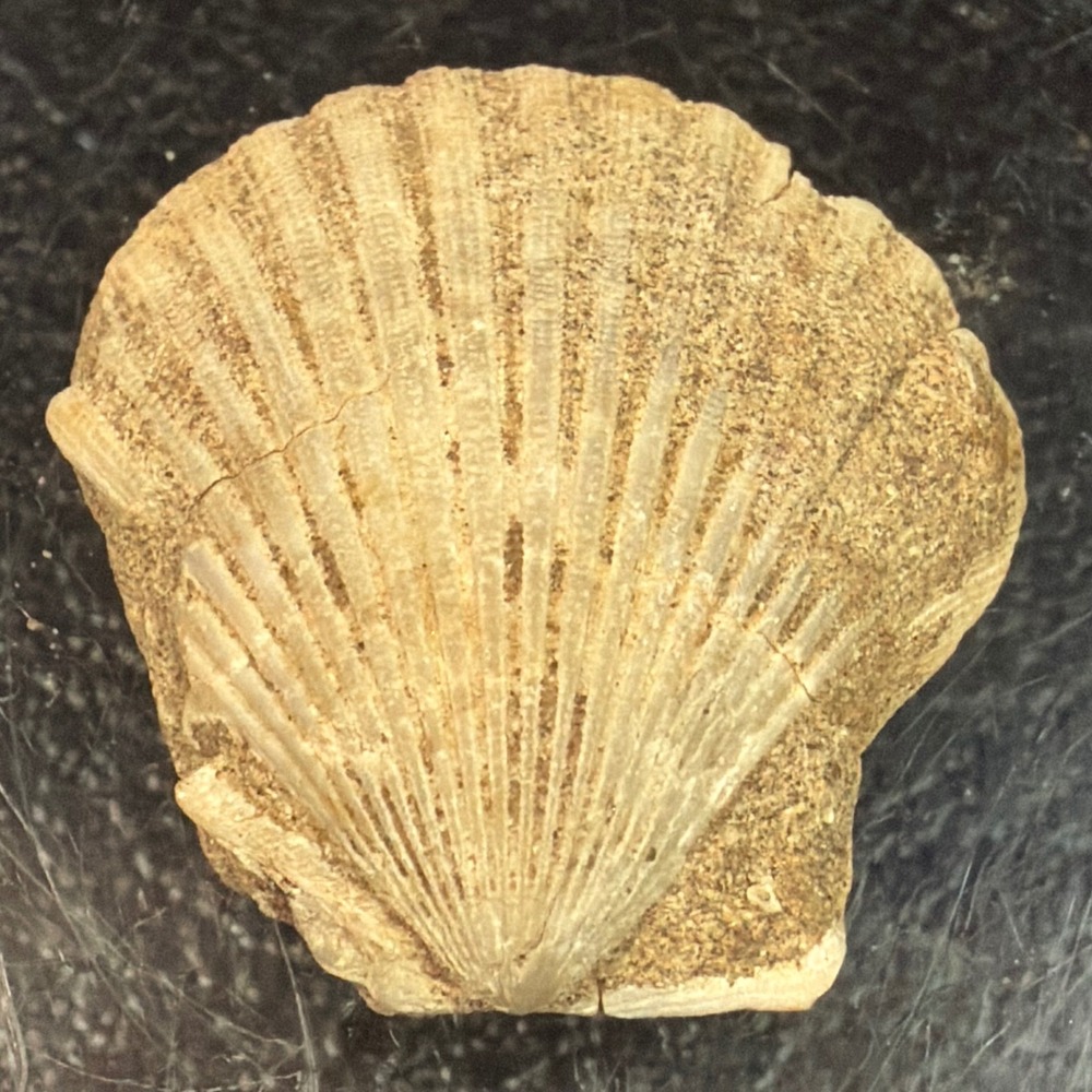 Fossil Pecten Scallop Shell Marine Bivalve Specimen Natural History